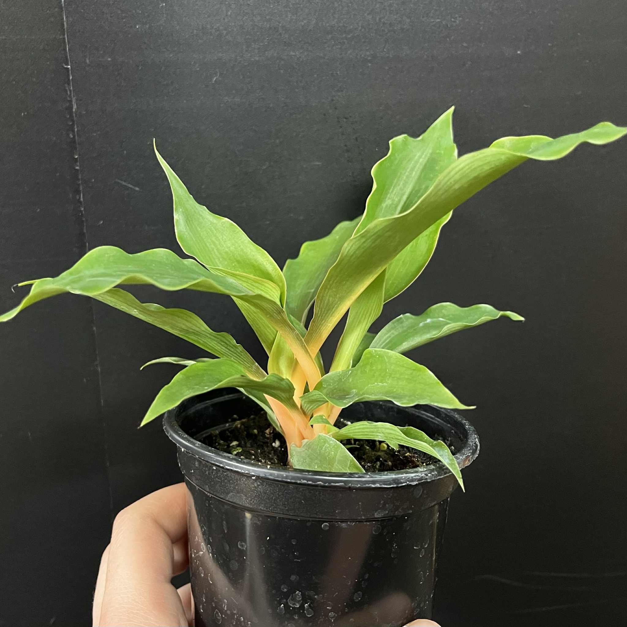 Magazoo Chlorophytum 'Mandarin' Plant