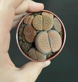 Magazoo Plante Caillou / Lithops - Colonie