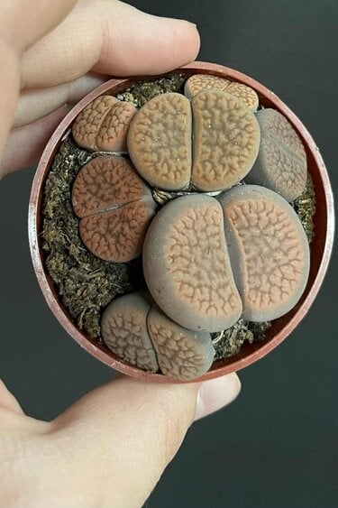 Magazoo Lithops - Colonie