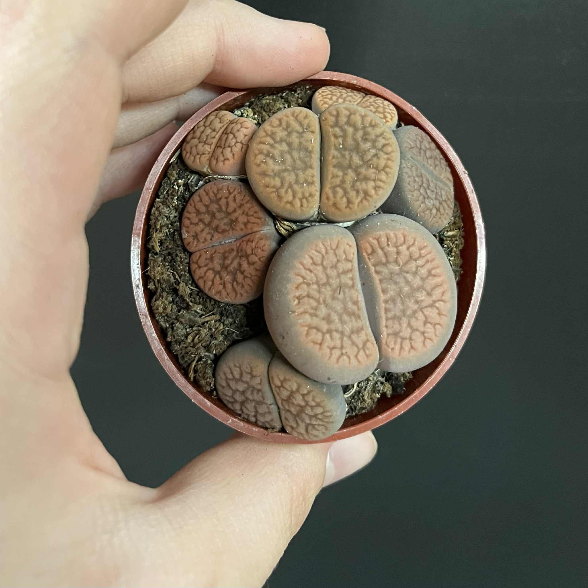 Magazoo Plante Caillou / Lithops - Colonie