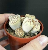 Magazoo Plante Caillou / Lithops - Colonie