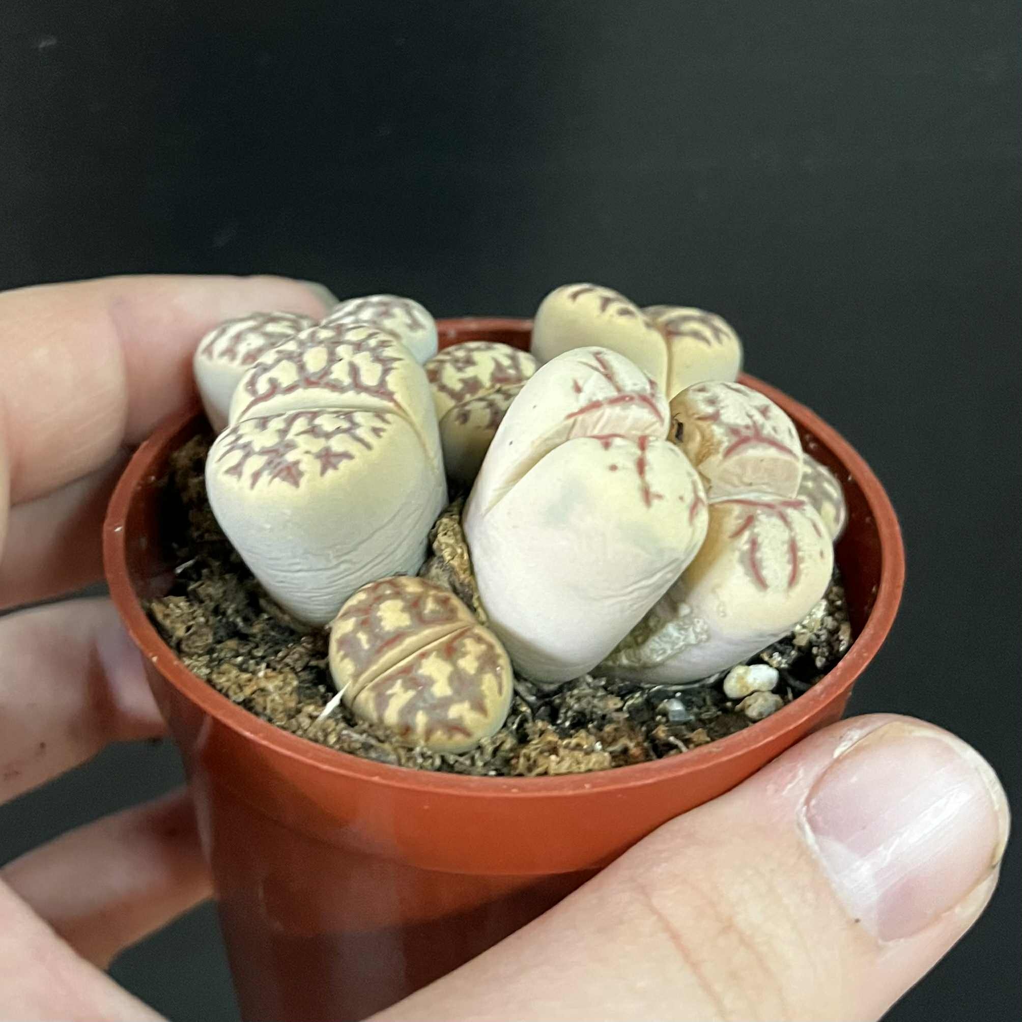 Magazoo Lithops - Colonie