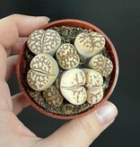 Magazoo Plante Caillou / Lithops - Colonie