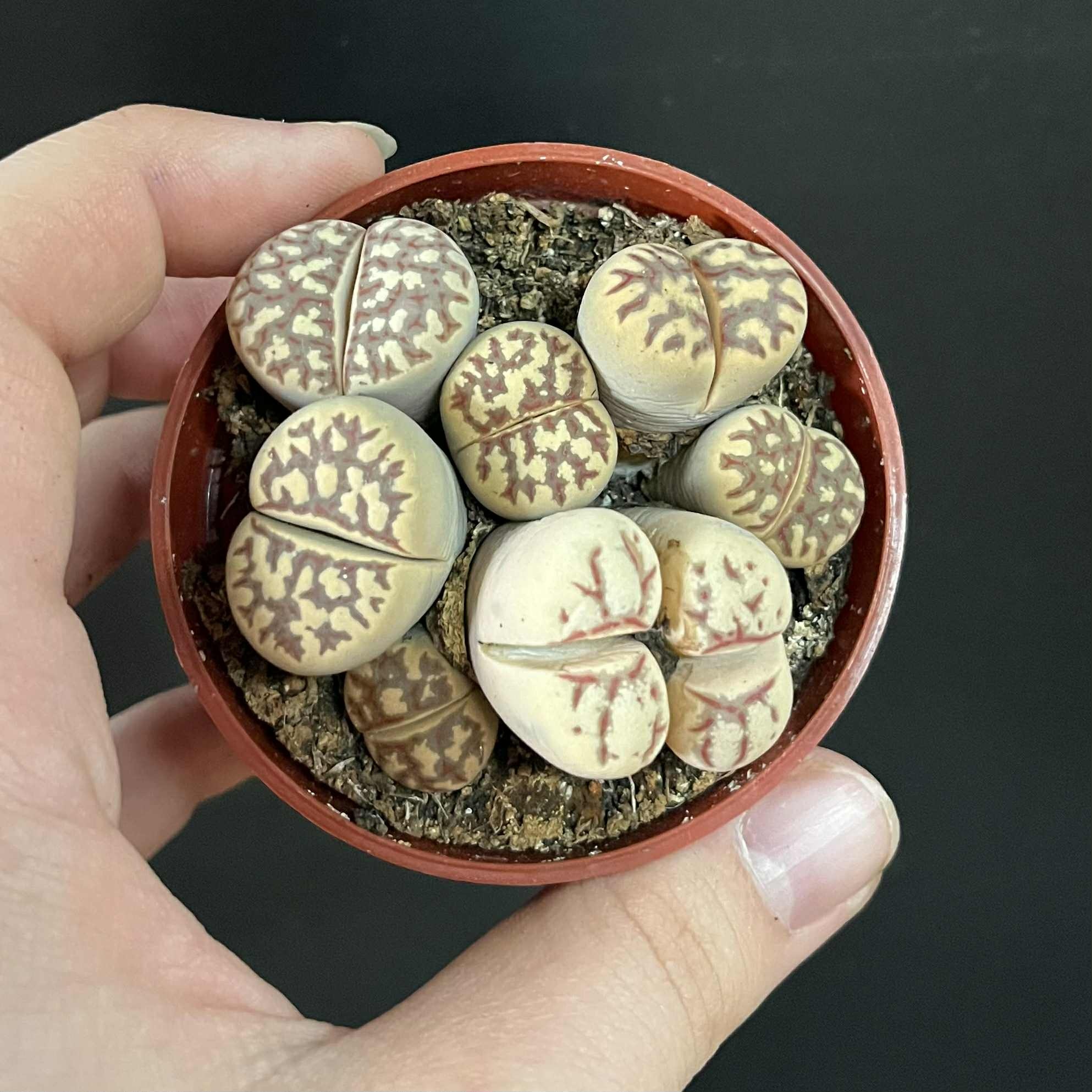 Magazoo Plante Caillou / Lithops - Colonie