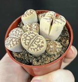 Magazoo Lithops - Colonie