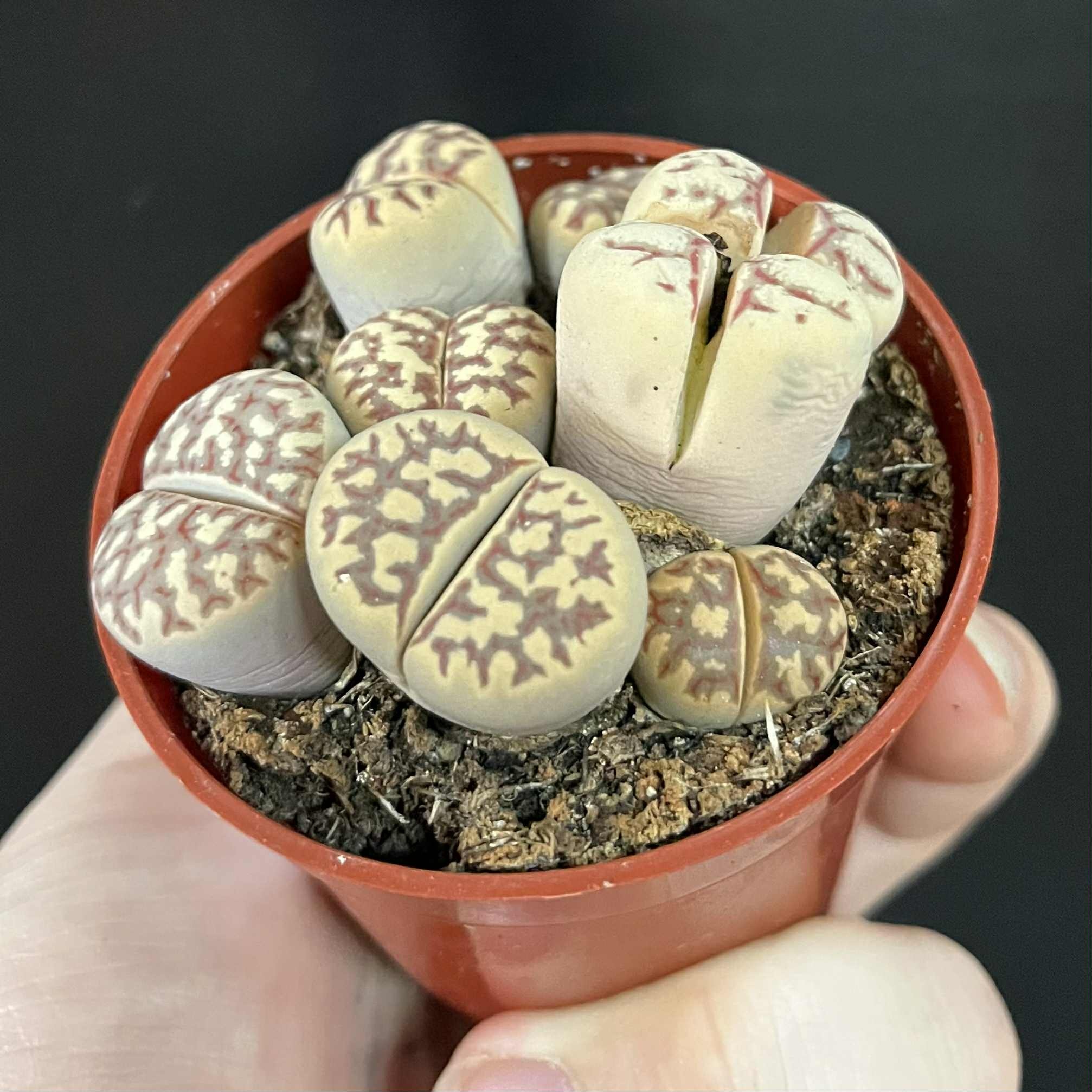 Magazoo Plante Caillou / Lithops - Colonie