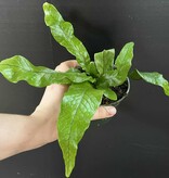 Magazoo Plante Asplenium Crocodylus | Fougère Crocodile 11cm