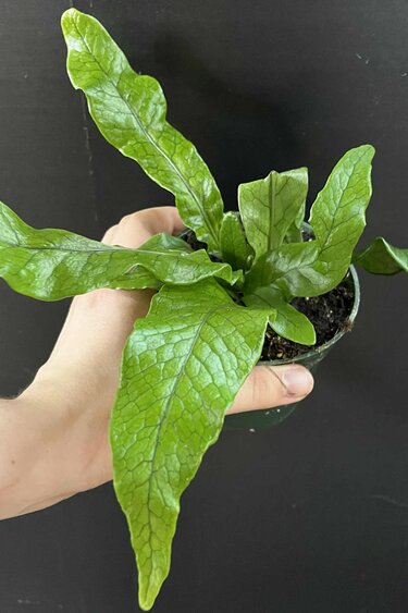 Magazoo Plante Asplenium Crocodylus | Fougère Crocodile 11cm