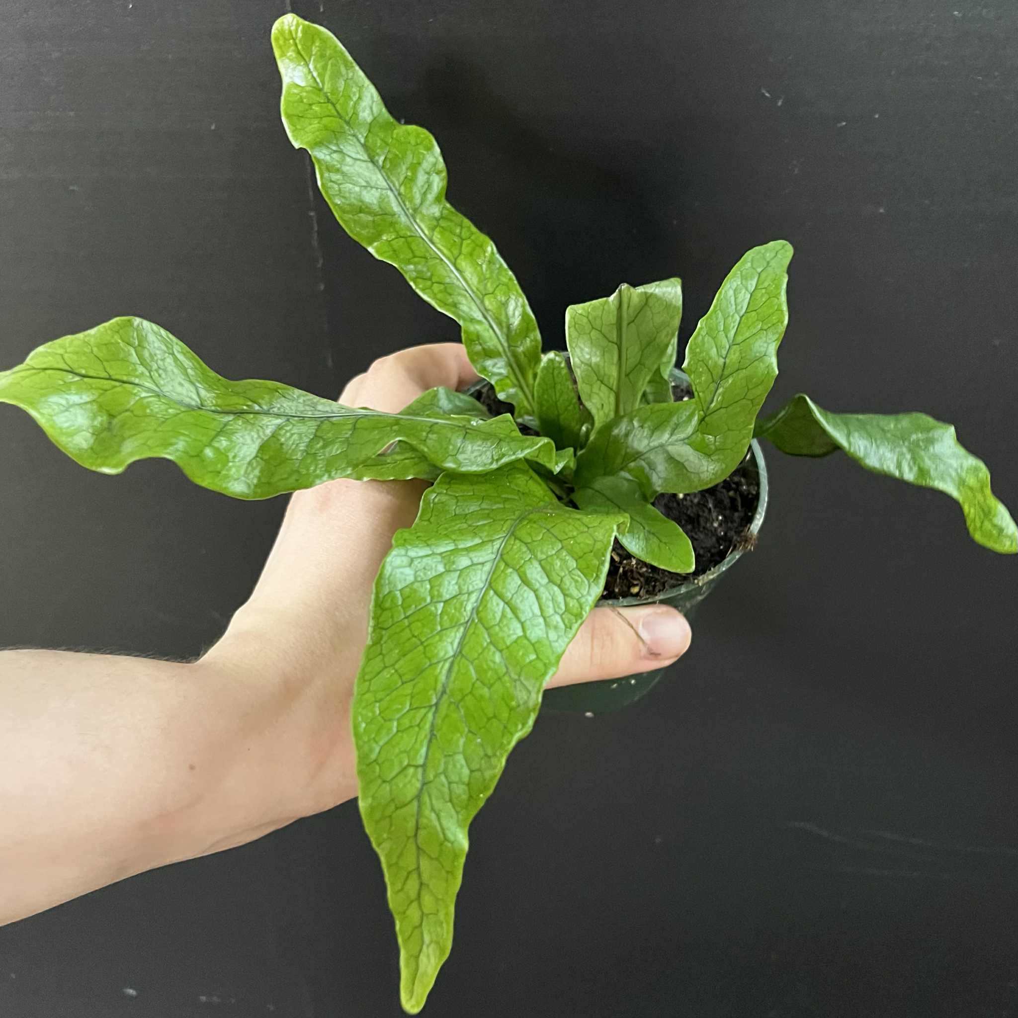 Magazoo Plante Asplenium Crocodylus | Fougère Crocodile 11cm