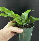 Magazoo Asplenium Crocodylus Plant | 11cm