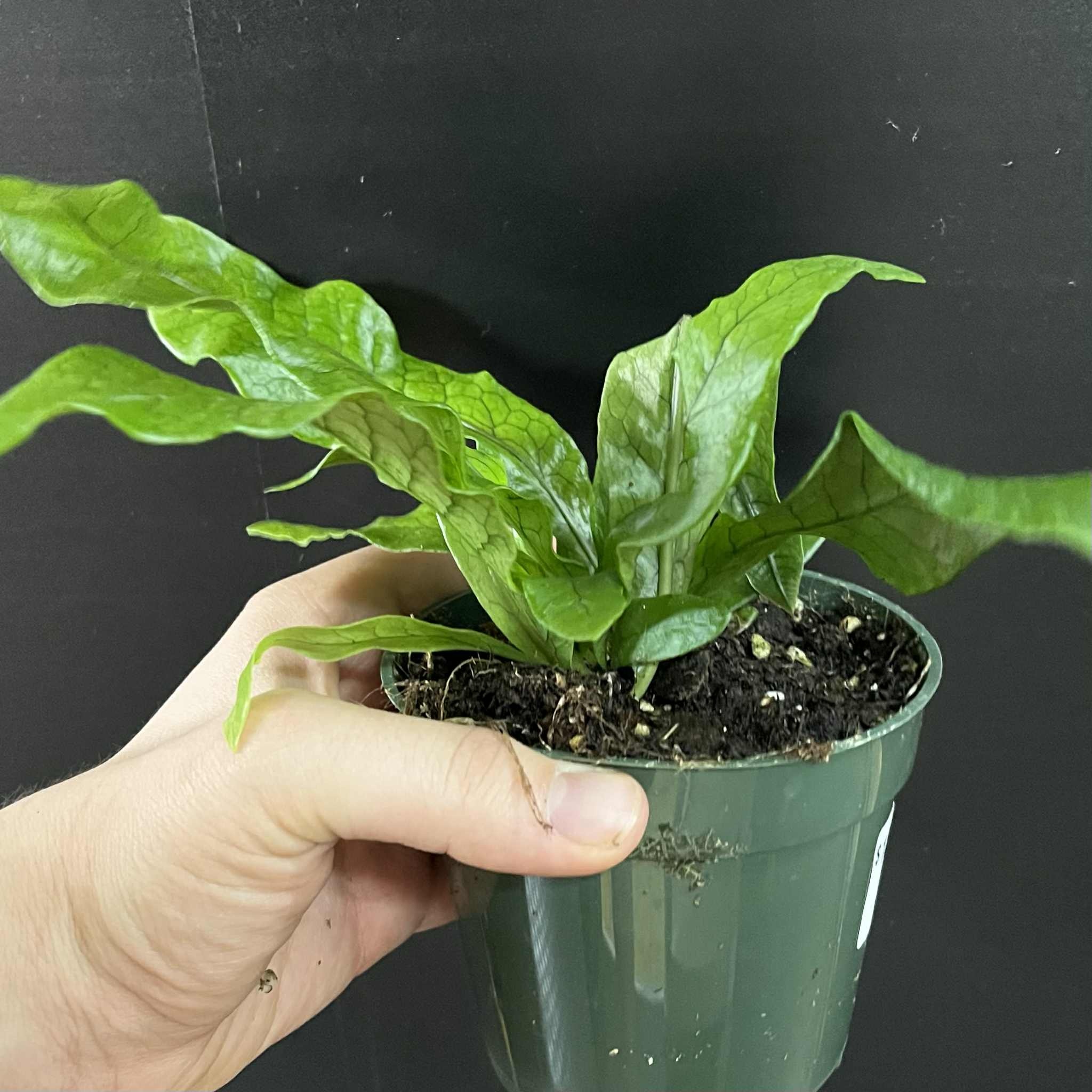 Magazoo Asplenium Crocodylus Plant | 11cm