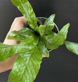 Magazoo Asplenium Crocodylus Plant | 11cm