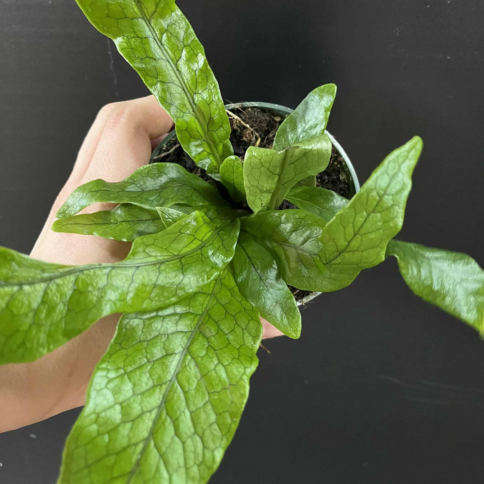 Magazoo Plante Asplenium Crocodylus | Fougère Crocodile 11cm