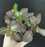 Magazoo Fittonia Verschaffeltii |  Pink Mosaic Plant 6cm
