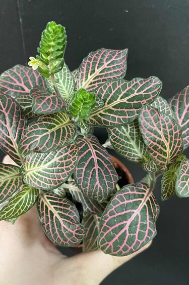 Magazoo Plante Fittonia Verschaffeltii | Plante Mosaïque Rose 6cm