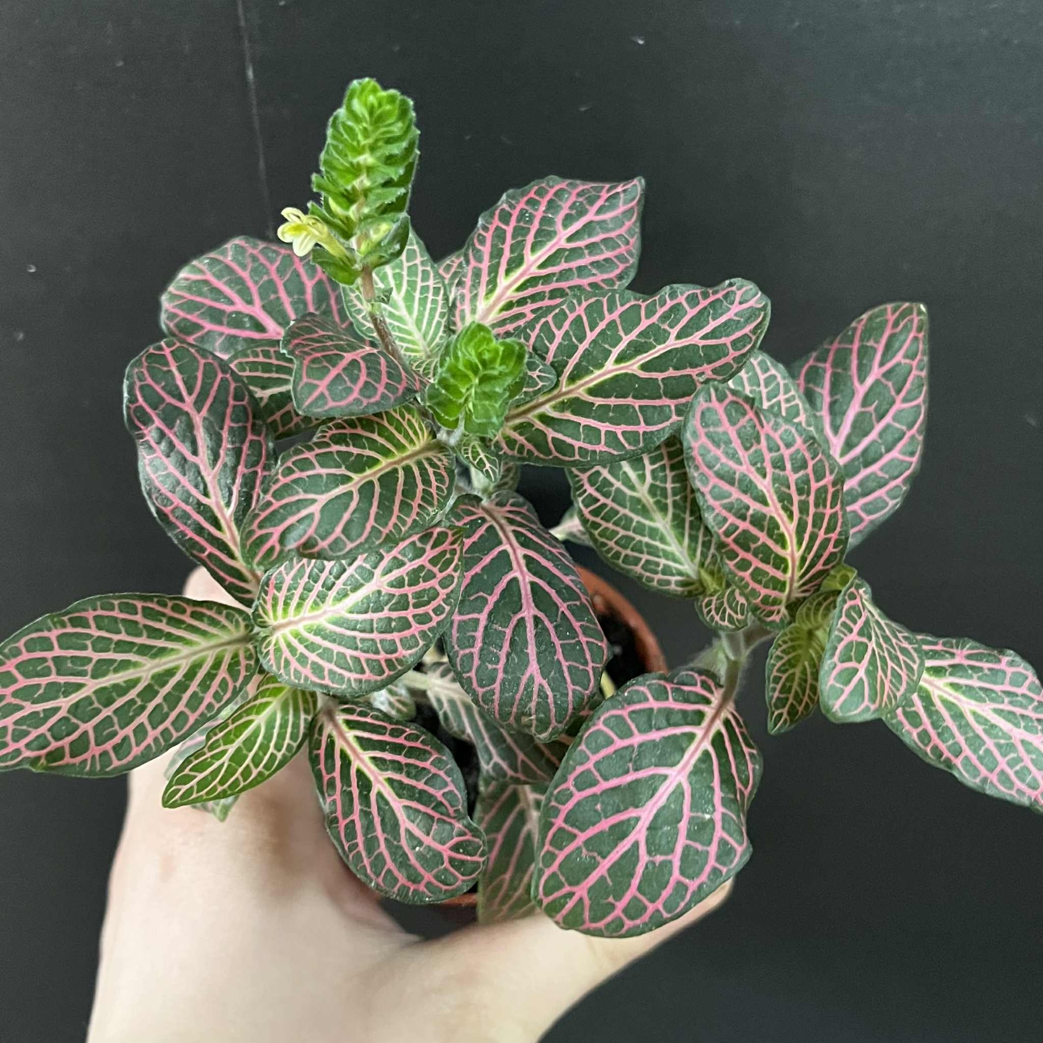 Magazoo Plante Fittonia Verschaffeltii | Plante Mosaïque Rose 6cm