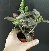 Magazoo Fittonia Verschaffeltii |  Pink Mosaic Plant 6cm