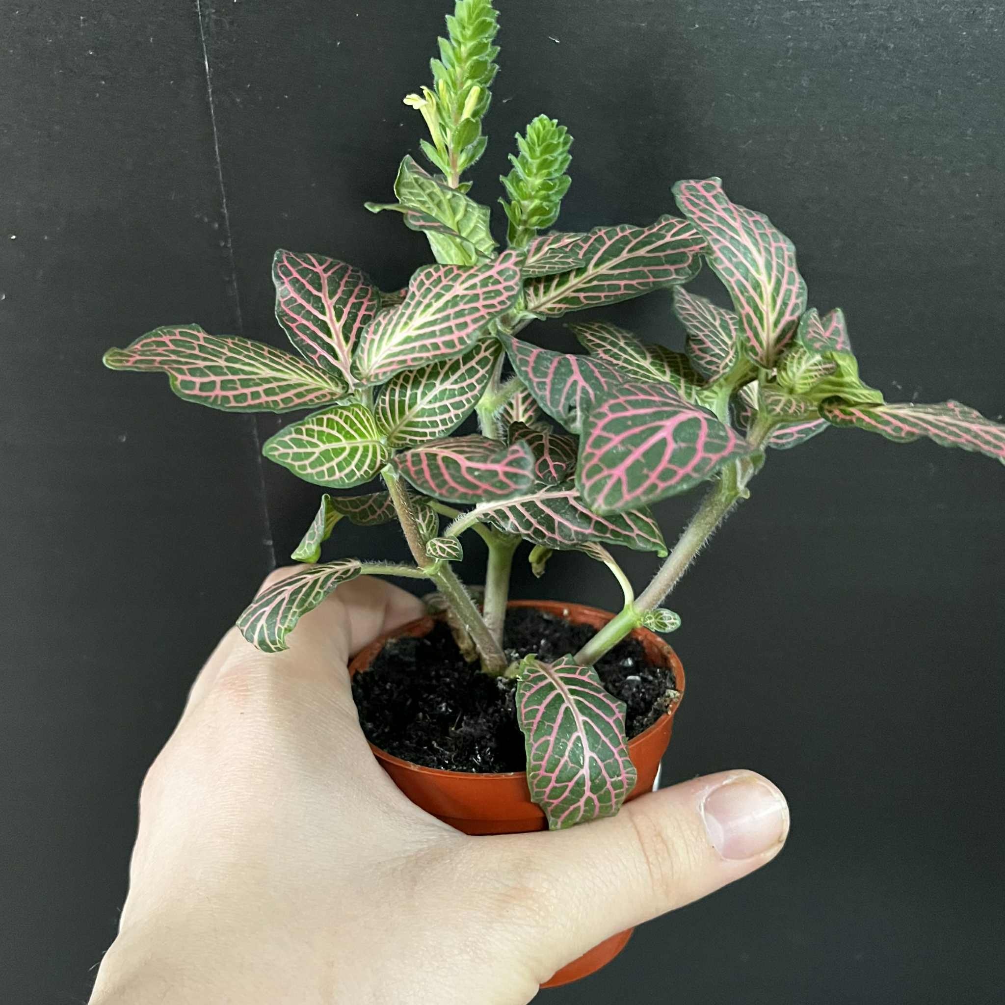 Magazoo Plante Fittonia Verschaffeltii | Plante Mosaïque Rose 6cm