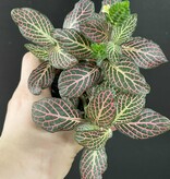 Magazoo Fittonia Verschaffeltii |  Pink Mosaic Plant 6cm