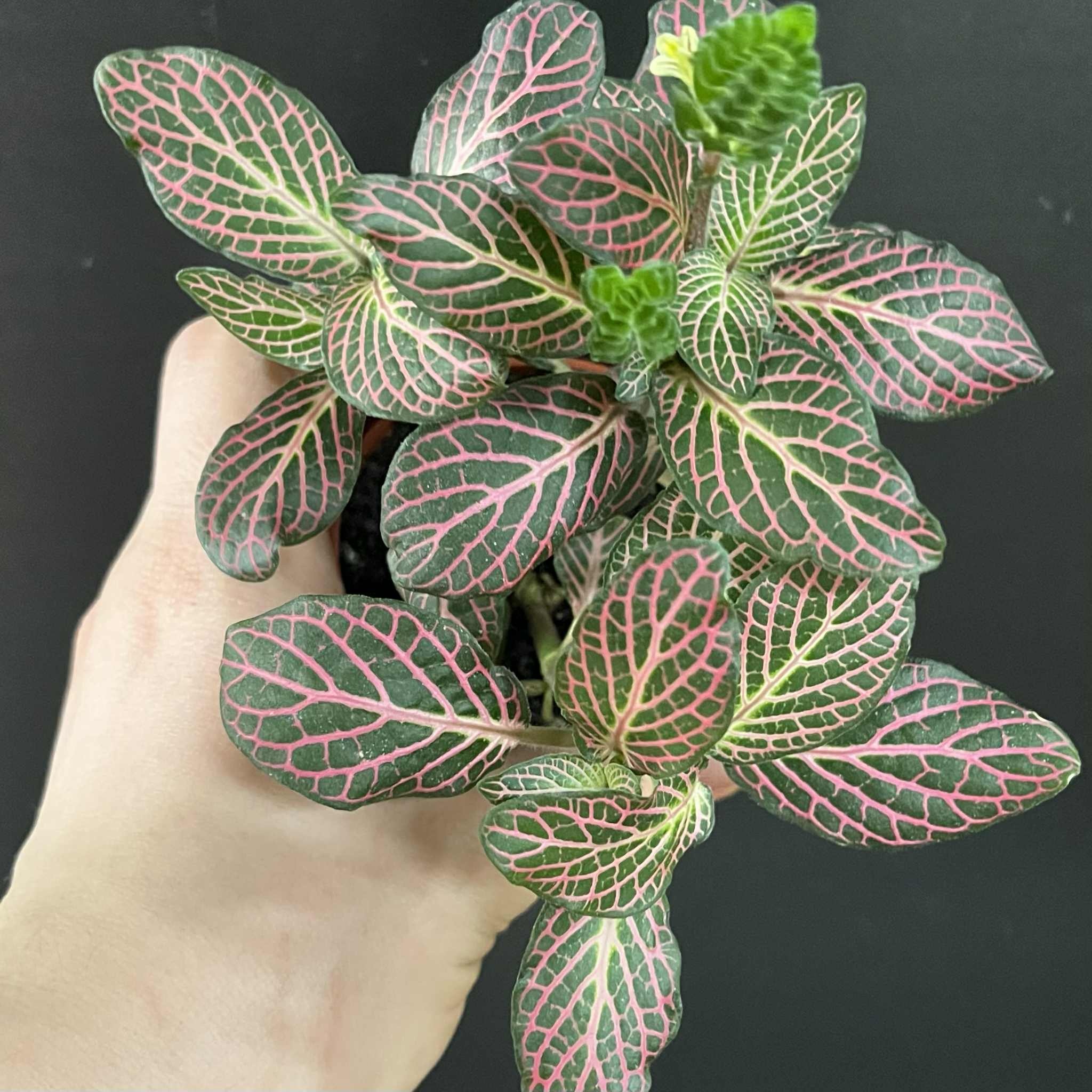 Magazoo Fittonia Verschaffeltii |  Pink Mosaic Plant 6cm