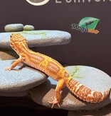 Magazoo High Light female Leopard gecko 09/20/24