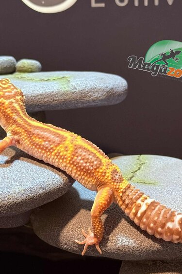 Magazoo Gécko léopard  night Light femelle 20/09/24