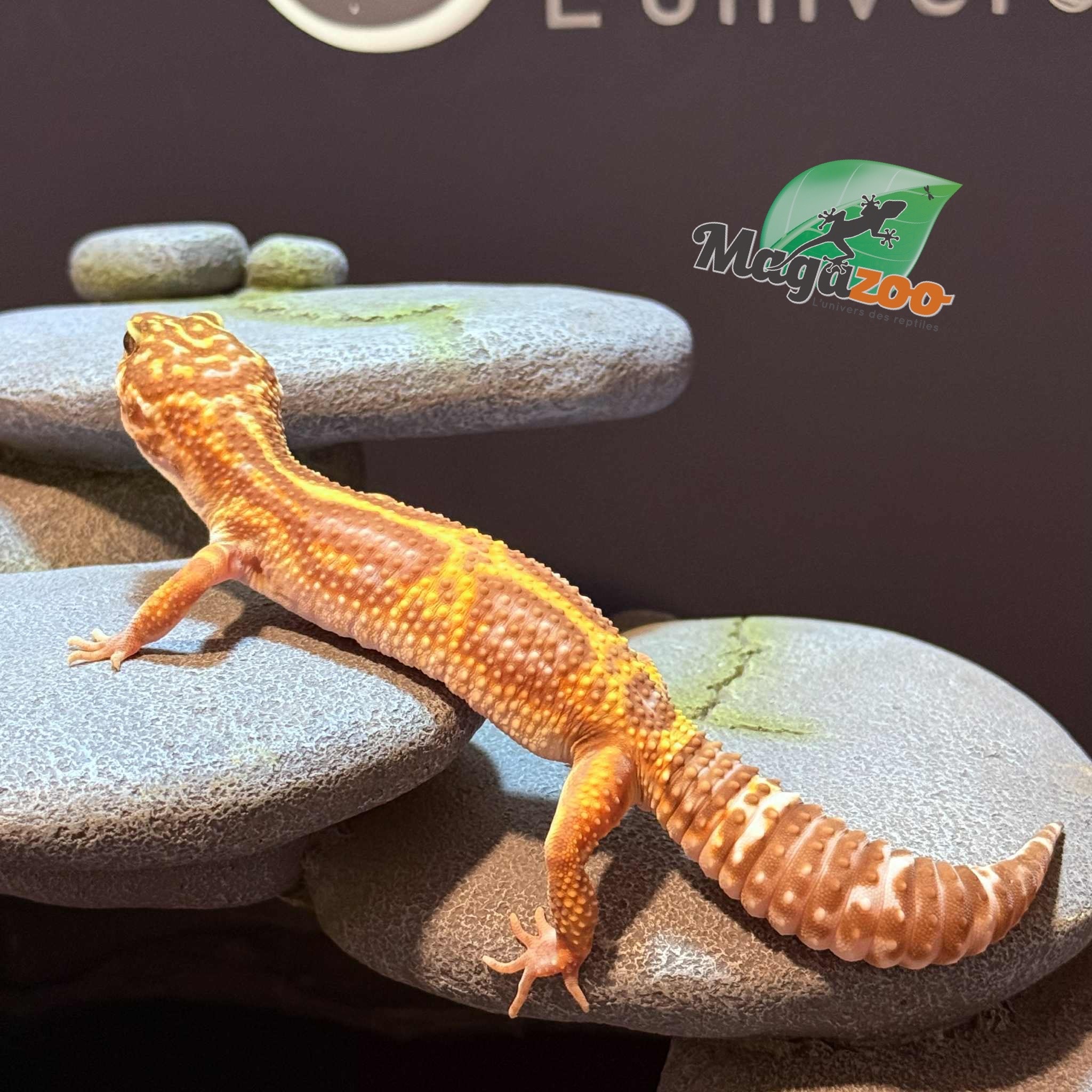 Magazoo High Light female Leopard gecko 09/20/24