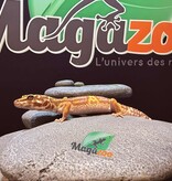 Magazoo High Light female Leopard gecko 09/20/24