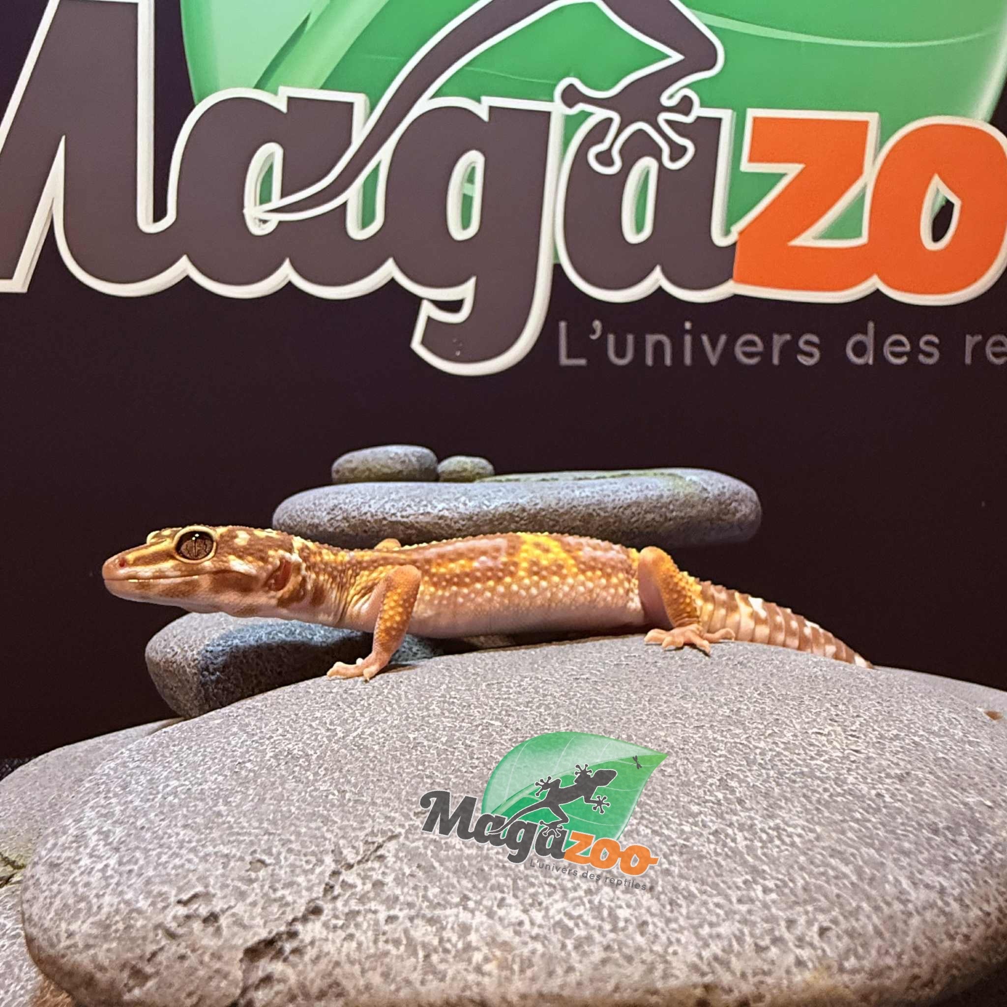 Magazoo High Light female Leopard gecko 09/20/24