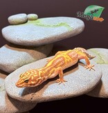 Magazoo High Light female Leopard gecko 09/20/24