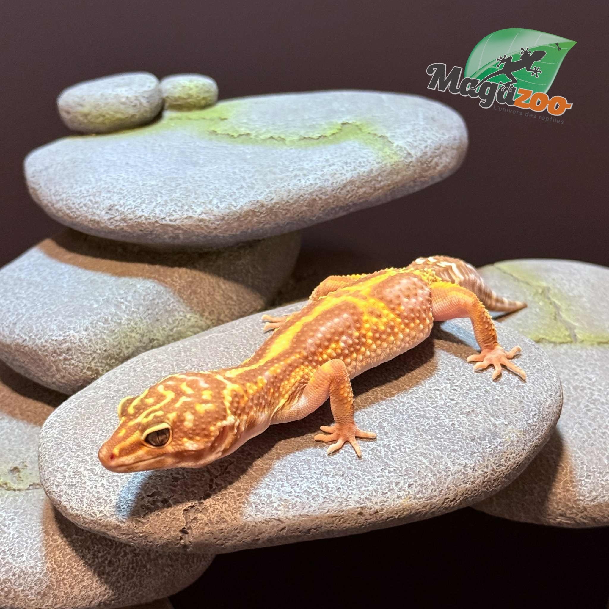 Magazoo High Light female Leopard gecko 09/20/24