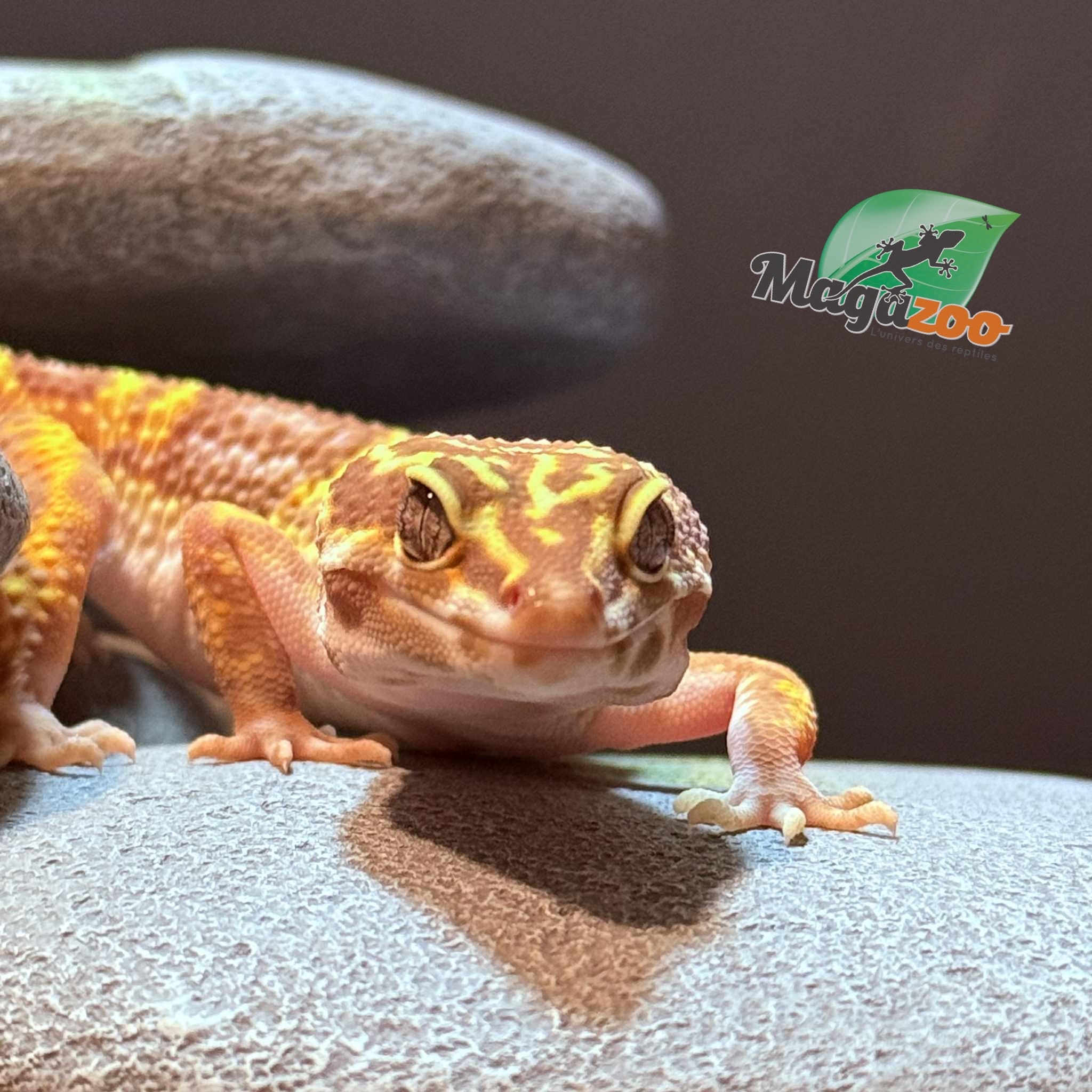 Magazoo High Light female Leopard gecko 09/20/24