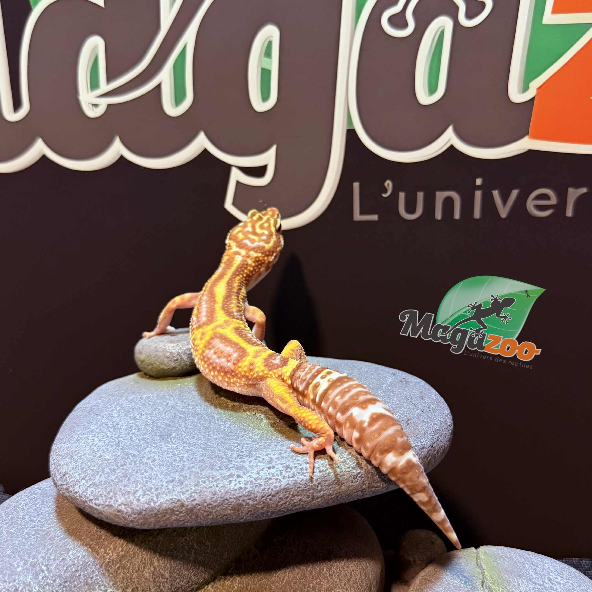 Magazoo High Light female Leopard gecko 09/20/24