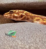 Magazoo High Light female Leopard gecko 09/20/24