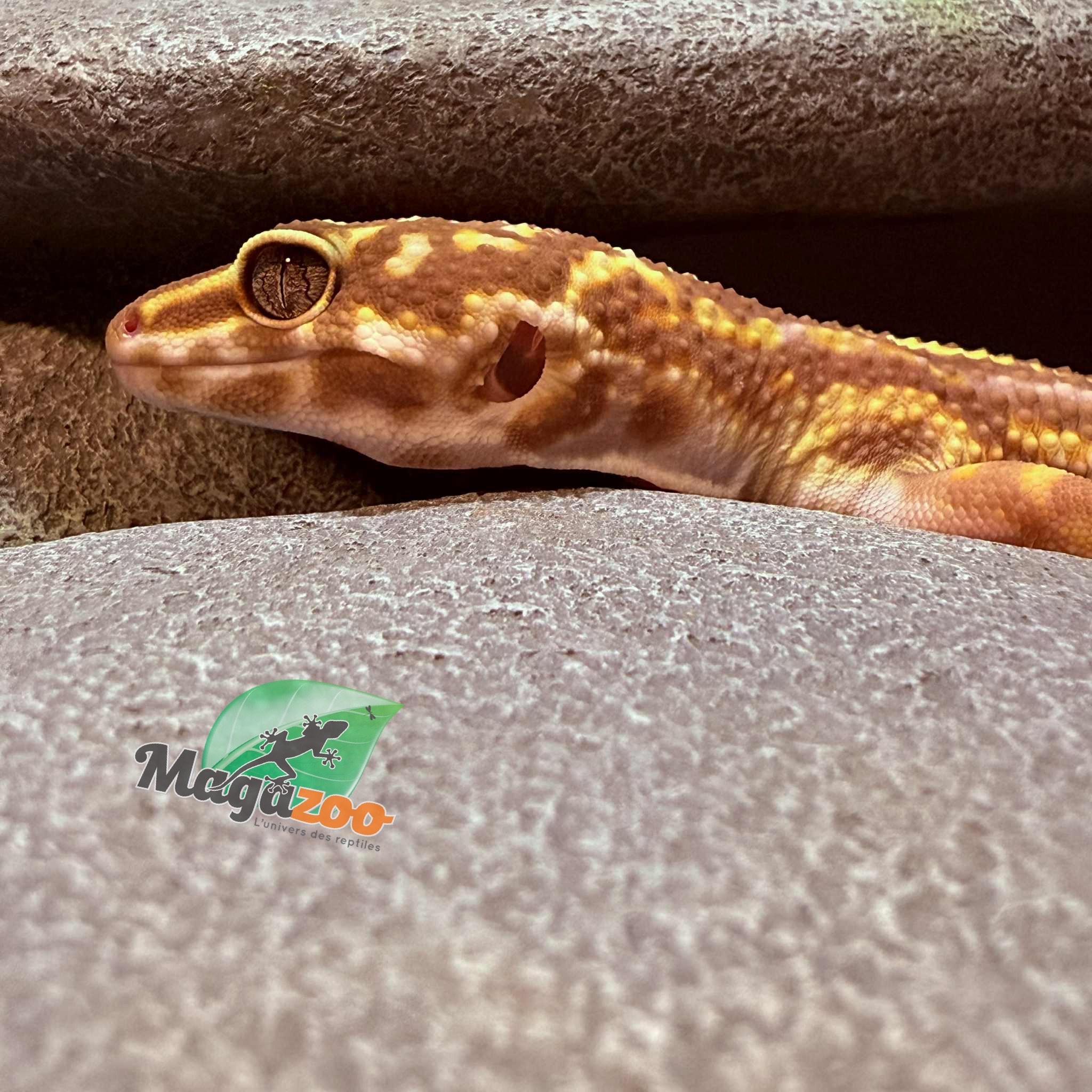 Magazoo High Light female Leopard gecko 09/20/24