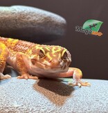 Magazoo High Light female Leopard gecko 09/20/24