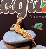 Magazoo High Light female Leopard gecko 09/20/24