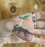 Magazoo Gecko des maisons (Juvénile né en captivité)