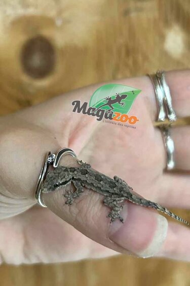 Magazoo Gecko des maisons (Juvénile né en captivité)