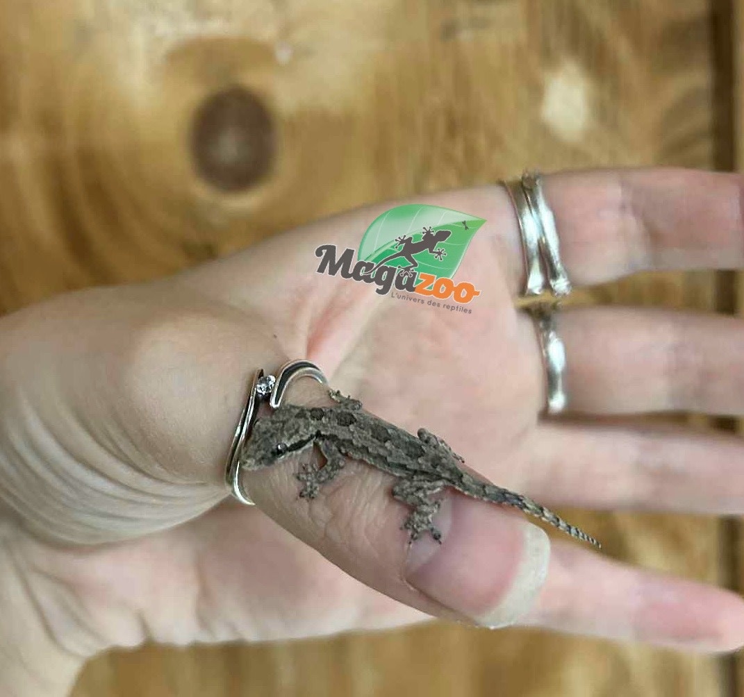 Magazoo Gecko des maisons (Juvénile né en captivité)