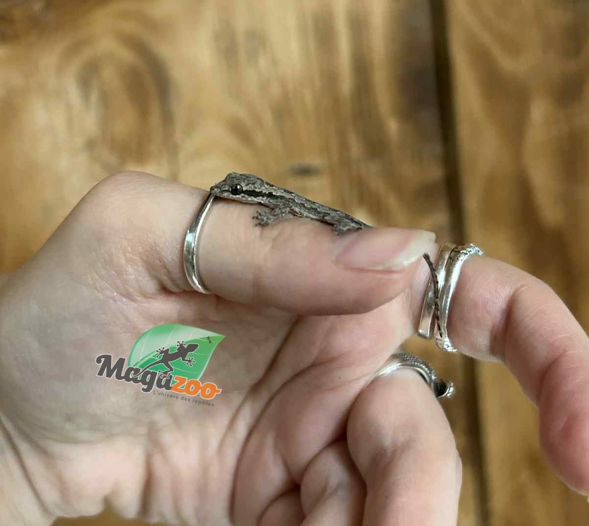 Magazoo Gecko des maisons (Juvénile né en captivité)