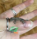 Magazoo House Gecko (Juvenile captive born)