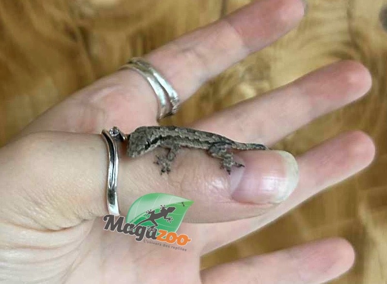 Magazoo House Gecko (Juvenile captive born)