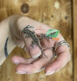 Magazoo House Gecko (Juvenile captive born)