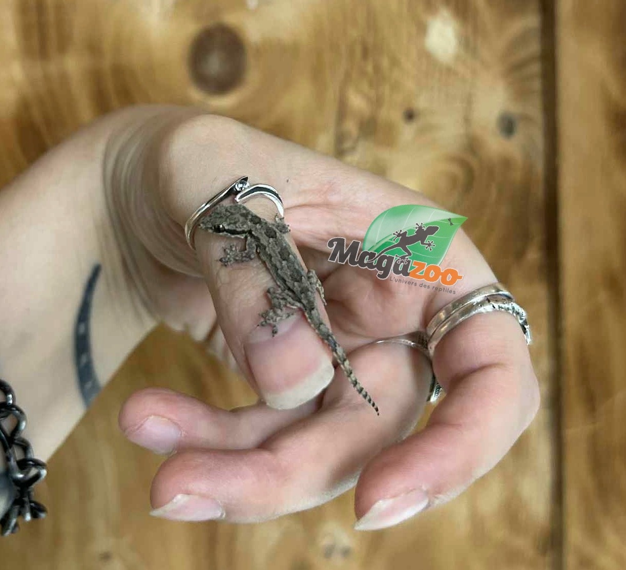 Magazoo House Gecko (Juvenile captive born)