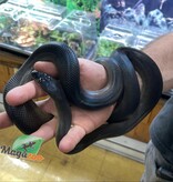 Magazoo Male Australian water python Captive Born December 12, 2021