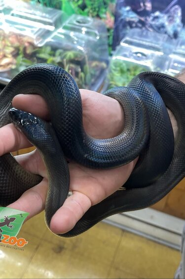 Magazoo Python d'eau Australien Mâle né en captivité 12 décembre 2021