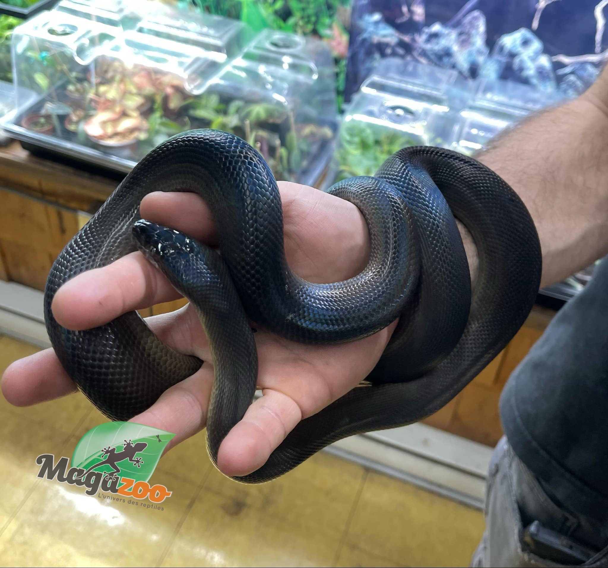 Magazoo Male Australian water python Captive Born December 12, 2021