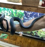 Magazoo Male Australian water python Captive Born December 12, 2021