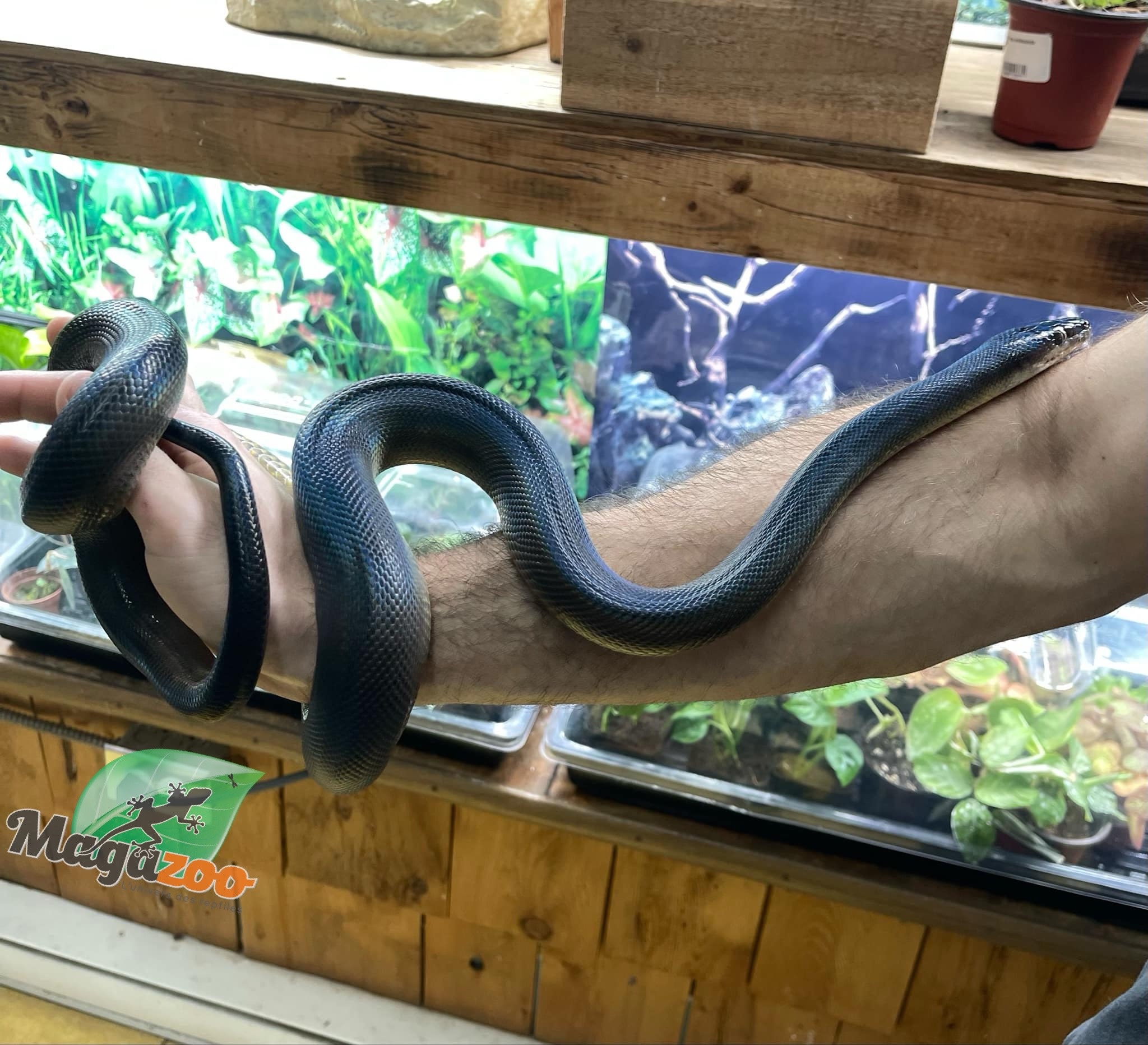 Magazoo Male Australian water python Captive Born December 12, 2021